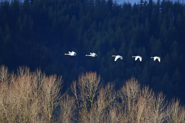 Wide View Five Swans Flying Migratory Pattern Right Left Mountainous — Stock Photo, Image