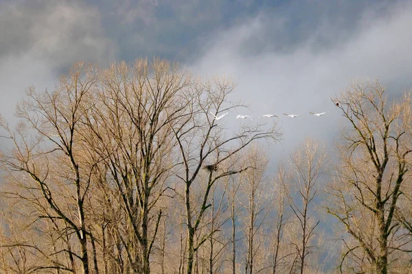 在冬天的森林里 一只鹰俯瞰着五只天鹅飞过他的巢穴 视野开阔 — 图库照片