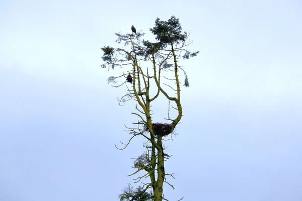 Amplia Vista Par Águilas Calvas Americanas Árbol Donde Pareja Establecido — Foto de Stock