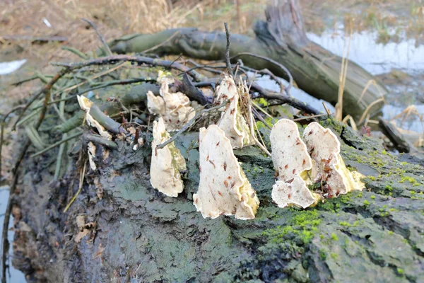 Middelhoog Zicht Een Groep Winterpaddenstoelen Een Omgevallen Stam — Stockfoto