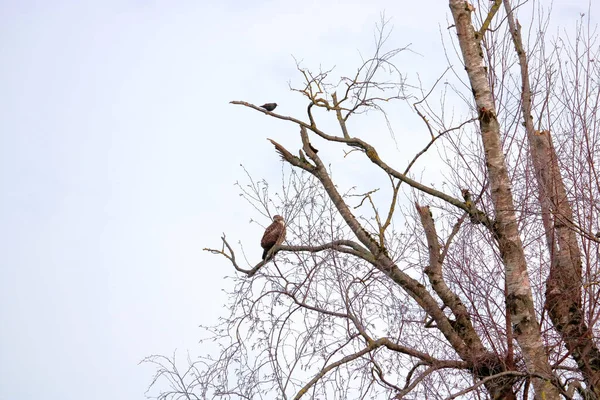 Starling Stands Perched Winter Branches Ensuring His Predatory Neighbor North — Stock Photo, Image