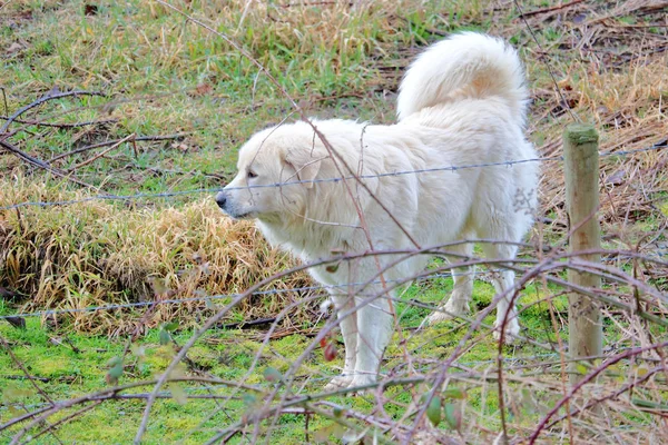 Большая Пиренейская Собака Пиренейская Горная Собака Разведенная Защиты Скота Стоит — стоковое фото
