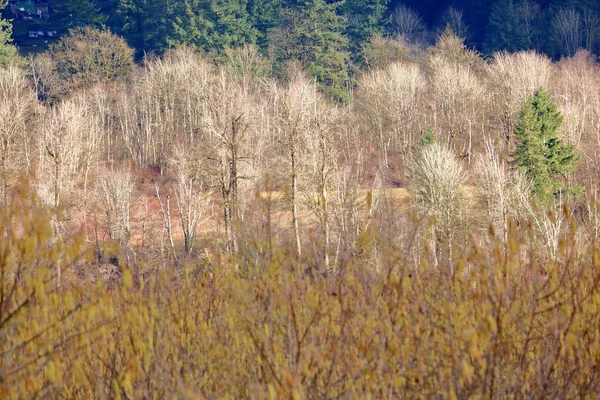 Vue Fond Une Forêt Arbres Feuilles Caduques Entourée Végétation Pendant — Photo