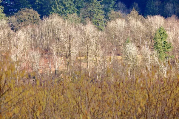 Vista Fundo Uma Floresta Árvores Caducas Cercada Por Vegetação Durante — Fotografia de Stock