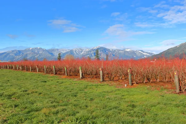 Veduta Paesaggistica Una Fattoria Mirtilli Durante Mesi Invernali Dei Cespugli — Foto Stock