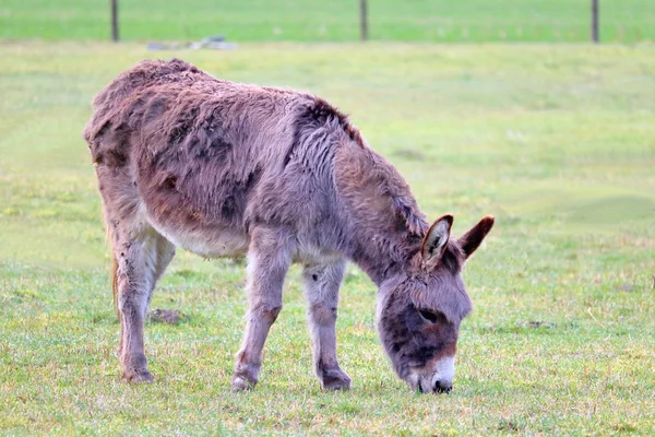 Close Volledige Profielweergave Van Een Grazend Hol Het Weiland — Stockfoto