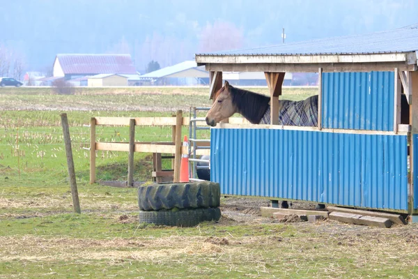 Vuxen Häst Står Ett Mycket Enkelt Hemmagjord Stall Som Ger — Stockfoto