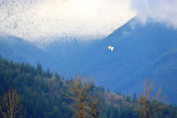 遠くの森と雪に覆われた山岳地帯を渡って左に飛ぶトランペッター白鳥のペア — ストック写真