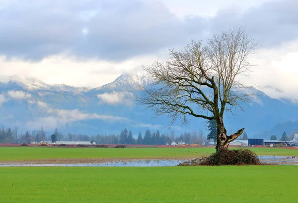 Ampia Vista Sul Paesaggio Aperto Singolo Albero Nudo Che Fornito — Foto Stock