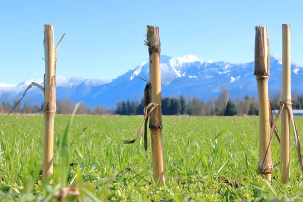 Close Detailed View Harvested Corn Stock Distinguished Mount Cheam Southern — Stock Photo, Image