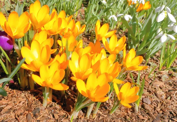 Časné Jaro Pestrobarevná Ukázka Květin Krokus Zvýrazňující Rezidenční Zahradu — Stock fotografie