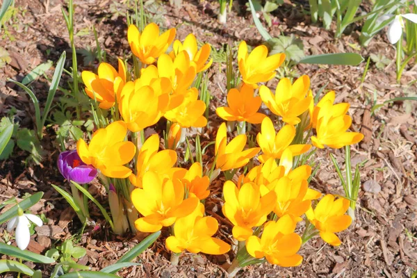 High Angle View Group Brightly Lit Yellow Crocus Bulbs Enjoying — Stock Photo, Image