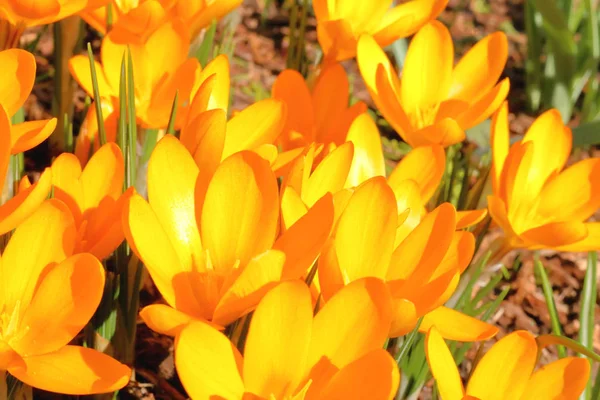 Close Detailed View Yellow Crocus Bulbs Pedals Brightly Lit Early — Stock Photo, Image