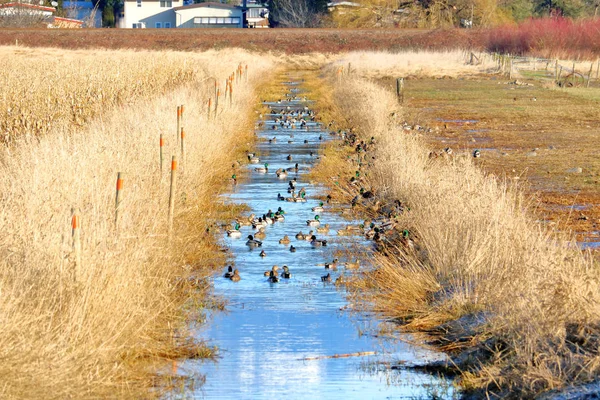 Wide View Rural Irrigation Ditch Edge Community Flock Mallards Feeding — Stock Photo, Image