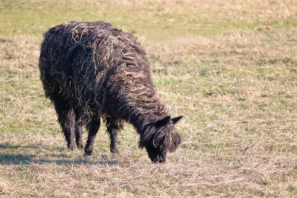彼女は牧草地で放牧として乾燥した草に覆われた茶色の大人のラマの近いプロフィールビュー — ストック写真
