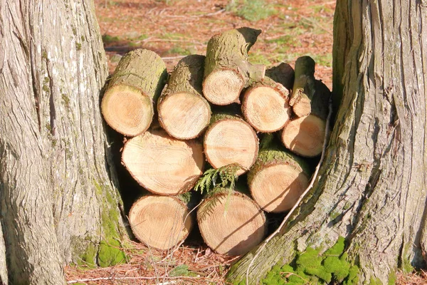 Mediumweergave Van Een Kleine Houtstapel Met Een Stapel Cederhouten Ledematen — Stockfoto