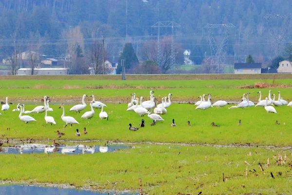 Una Gran Bandada Aves Silvestres Incluyendo Gansos Nieve Patos Deleitan — Foto de Stock