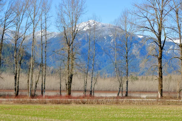 Wide Landscape View Row Mature Birch Trees Set Front Towering — Stock Photo, Image