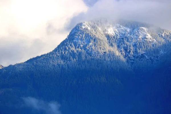 近くで 雪に覆われ カナダのブリティッシュコロンビア州南西部で冬の間に激しく森林に覆われた太平洋岸の山のピークの詳細なビュー — ストック写真