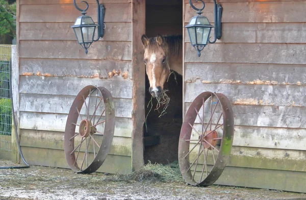 Cavalo Adulto Espreita Para Fora Seu Estábulo Protegido Coberto Amorosamente — Fotografia de Stock