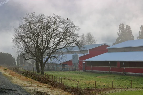 遠くの建物を見下ろす木の上に鷲がそびえ立つ霧に包まれた田舎の朝の風景 — ストック写真