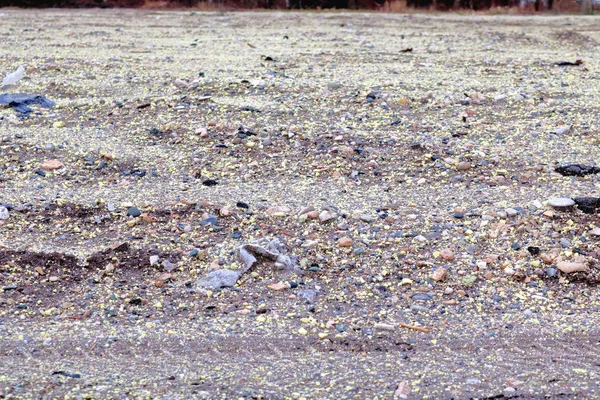 Vue Rapprochée Détaillée Propagation Phosphate Jaune Dans Champ Rural Aidant — Photo