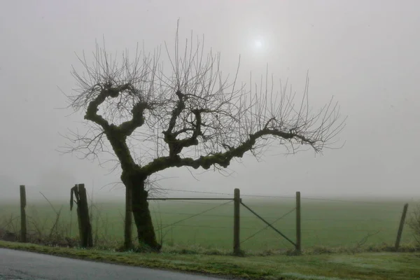 Densa Nebbia Invernale Funge Filtro Alba Mattutina Che Sagoma Rami — Foto Stock