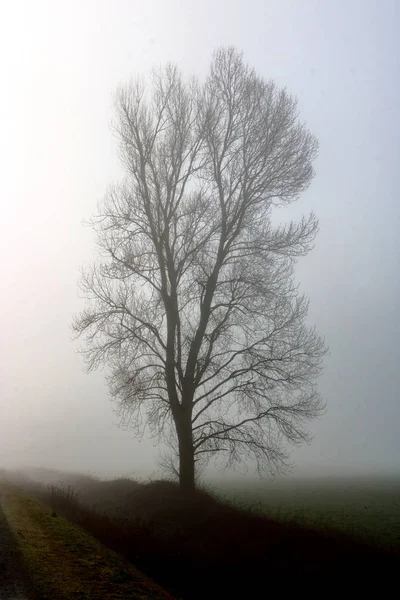 Miękki Pionowy Sylwetkowy Widok Drzewa Liściastego Okrytego Gęstą Wczesną Mgłą — Zdjęcie stockowe