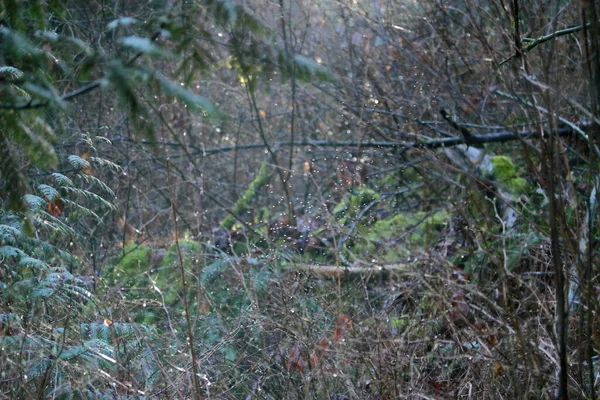 Mrak Lesních Hub Ozářený Slunečním Světlem Pronikajícím Hustou Lesní Vegetací — Stock fotografie