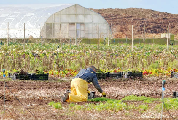 Amplia Vista Gran Jardín Agrícola Donde Las Verduras Cultivan Comercialmente —  Fotos de Stock