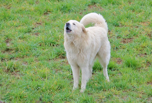 Full side profile view of a Great Pyrenees or Pyrs that is a  mellow companion and vigilant guardian of home and family.