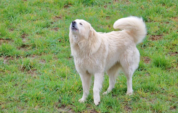 Full Animated Side Profile View Great Pyrenees Pyrs Mellow Companion — Stock Photo, Image