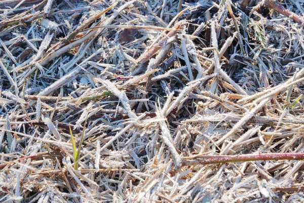 Zamknij Wyświetlanie Ciężkiego Mrozu Ziemi Suchej Trawie Może Być Używany — Zdjęcie stockowe