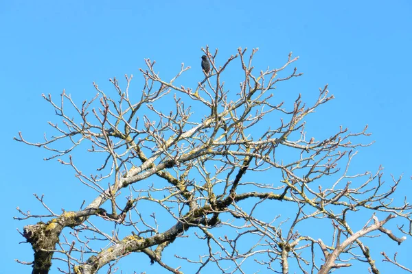 Solo Adulto Starling Sta Appollaiato Tra Rami Nudi Nodosi Contro — Foto Stock