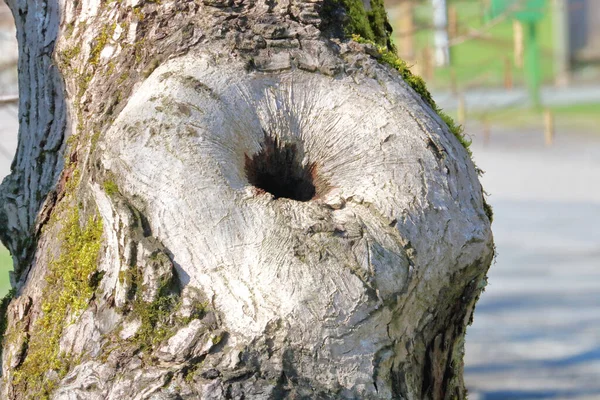 木目が変形して成長しているのに対し 木の結び目やバリやバリやバリの近くには 詳細なビュー — ストック写真
