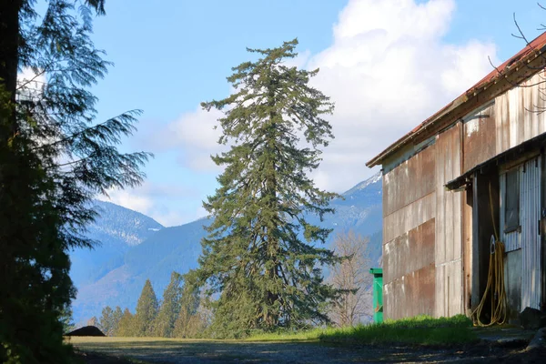 古い松の木は背が高く 農村部の農家の建物や明るい山の谷の空に囲まれています — ストック写真