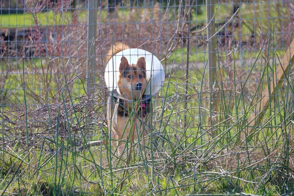 大人の犬は さらなる怪我を防ぐために保護コーンカラーを身に着けている間 庭を積極的に守っています — ストック写真