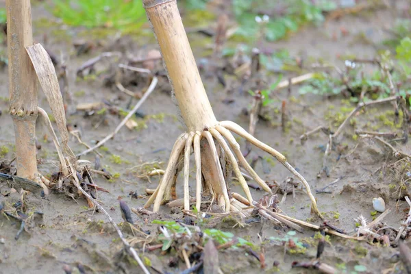 Vista Cercana Detallada Caldo Maíz Sistema Radicular Expuesto Base Planta — Foto de Stock