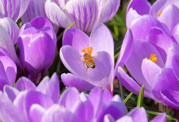 Zavřít Detailní Pohled Vosu Opylující Fialový Krokus — Stock fotografie