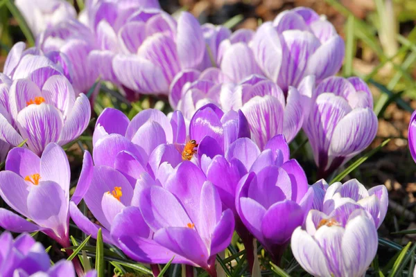 Živé Barvy Crocus Zahrady Jasně Osvětlené Teplém Jarním Dni Zatímco — Stock fotografie