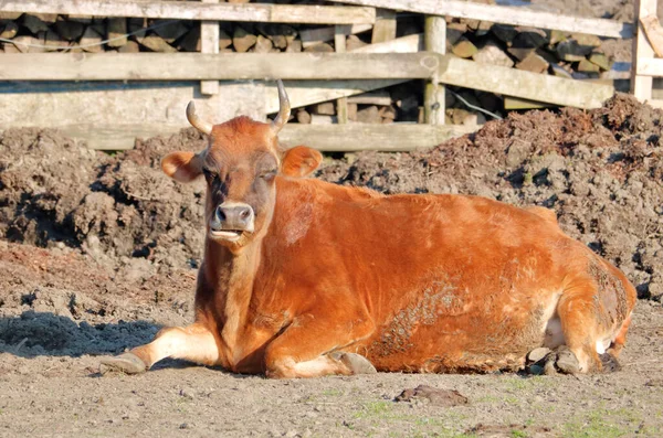 Visualizzazione Completa Del Profilo Sinistro Una Mucca Latte Angus Marrone — Foto Stock