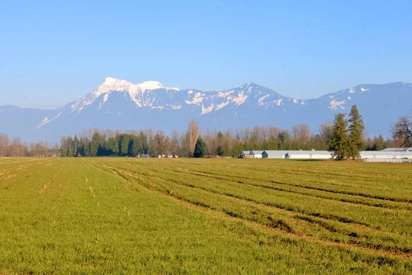 Landbouwkassen Grasland Staan Voorgrond Met Mount Cheam Cascades Mountain Range — Stockfoto