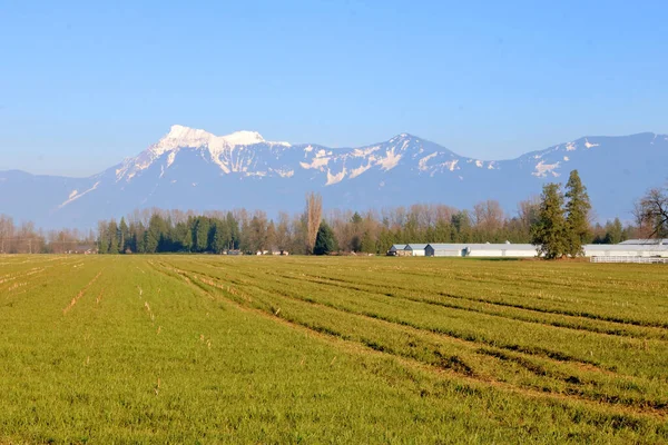 以不列颠哥伦比亚省北部弗雷泽山谷区的Cheam山和Cascades山脉为背景的农业温室和草原是前景光明的地方 — 图库照片