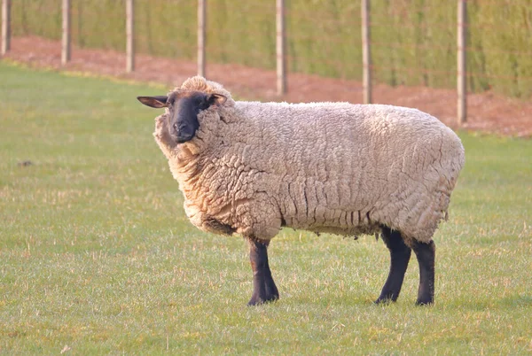 Plný Profil Pohled Skotské Blackface Ovce Plným Zimním Kabátem Který — Stock fotografie