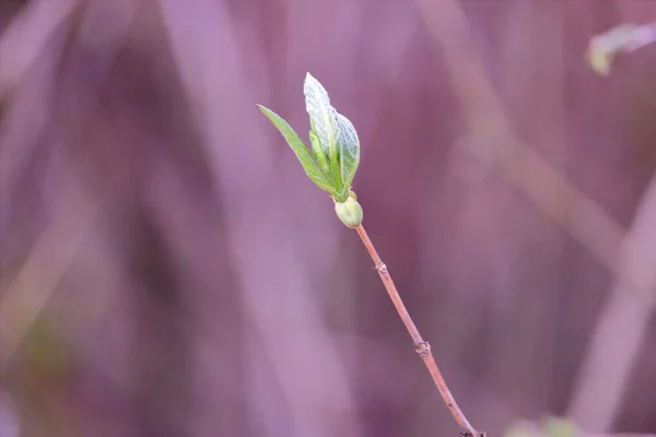 Vue Rapprochée Isolée Détaillée Bourgeon Unifolié Émergeant Branche Sur Fond — Photo