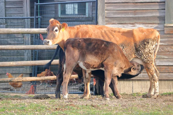 Tunn Utmärglad Och Smutsig Ung Ger Mjölk Till Brun Kalv — Stockfoto