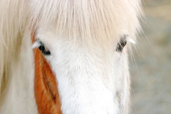 Vista Frontal Cercana Pony Shetland Mirando Directamente Visitante —  Fotos de Stock