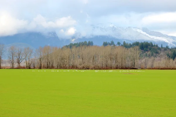 雪のGeeseのかすかな白い輪郭は遠く離れて発見され 冬の草原のカーペットの上で休息と餌を与えます — ストック写真