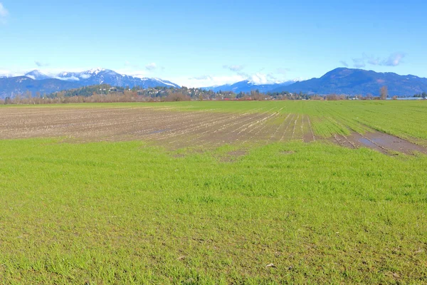 Landscape View East Side Fraser Valley British Columbia Canada Grassland — Stock Photo, Image