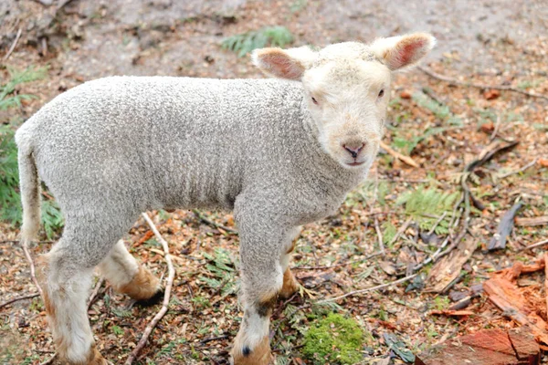 周囲を眺めながら牧草地に立つ若い子羊の全身像 — ストック写真